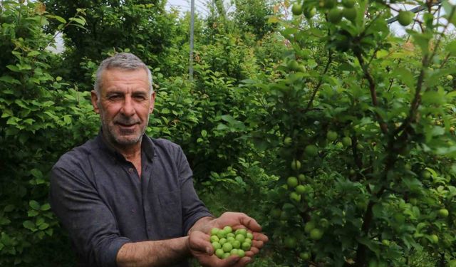 4 bin metrekare serasında turfanda can eriği üreten çiftçi: "Ben isterdim ki köyümde 50 tane daha böyle sera olsun"