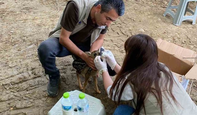 Annesinin terk ettiği yavru karacaya ekipler sahip çıktı