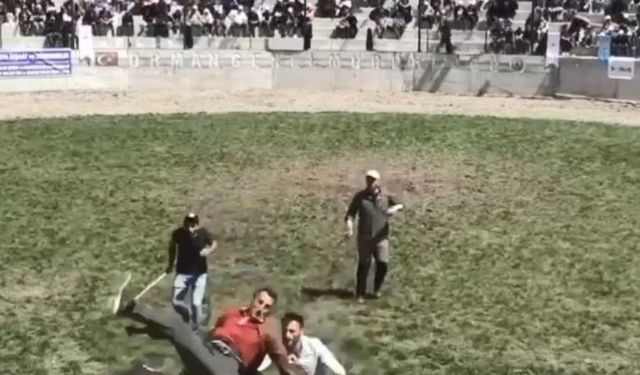 Artvin’de 500 kilogramlık boğa bakıcısını  hastanelik etti