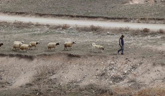 Baharın gelişiyle Diyadin’de koyunlar yeniden yola koyuldu
