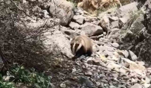 Batman’da ’porsuk’ görüntülendi