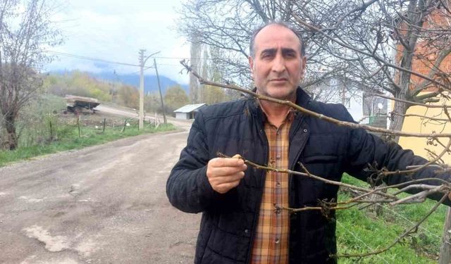 Giresun’da zirai don Şebin cevizini de vurdu