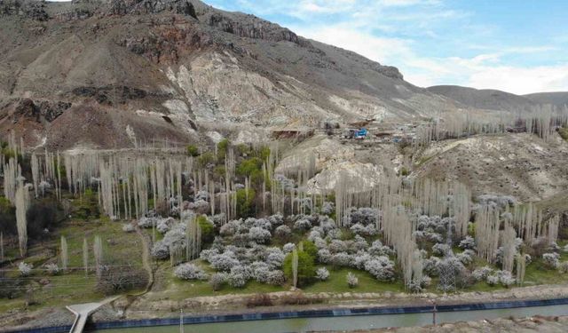 Kars’ta çiçek açan kayısı ağaçları görenleri büyülüyor