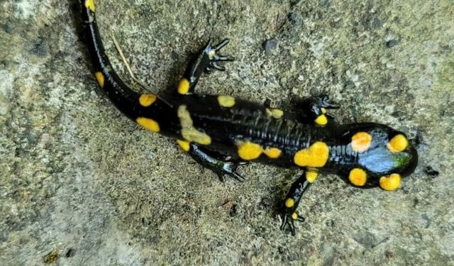 Koruma altındaki ’Benekli Semenderler’ Demirözü’nde görüntülendi