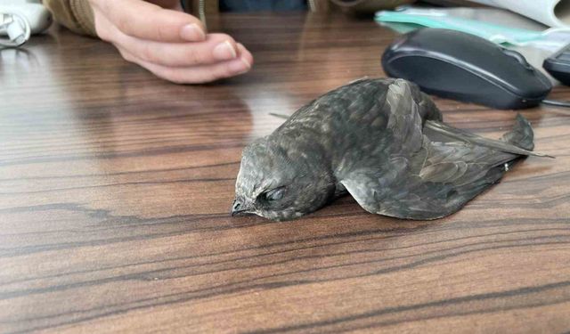 Malazgirt’te bitkin halde bulunan ebabil kuşları koruma altına alındı