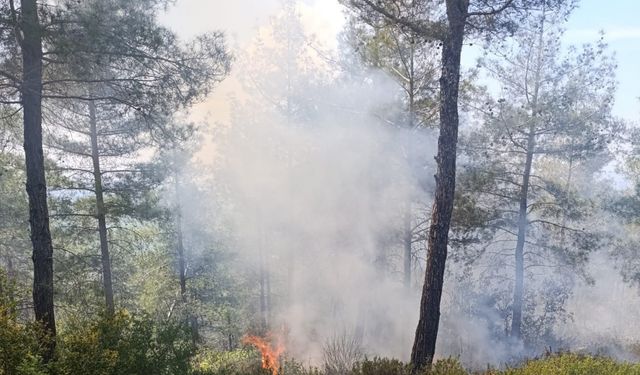 Osmaniye’de ormanlık alanda çıkan yangın söndürüldü