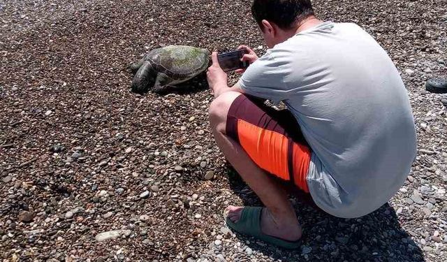 Serik’te ölü caretta caretta sahile vurdu