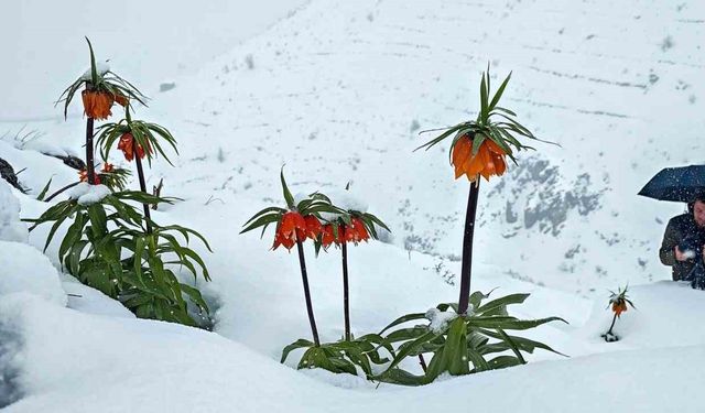 Ters lalelerin kar örtüsüyle muhteşem görüntüsü