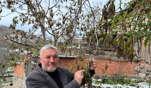 Türkiye’nin önemli ceviz üretim merkezini zirai don vurdu