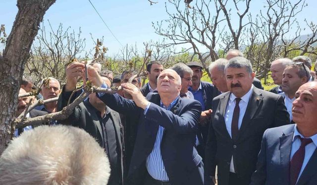 TZOB Genel Başkanı Şemsi Bayraktar zirai don vuran bahçeleri inceledi