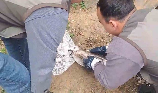 Yalova’da halde yaralı bulunan martı tedavi altına alındı