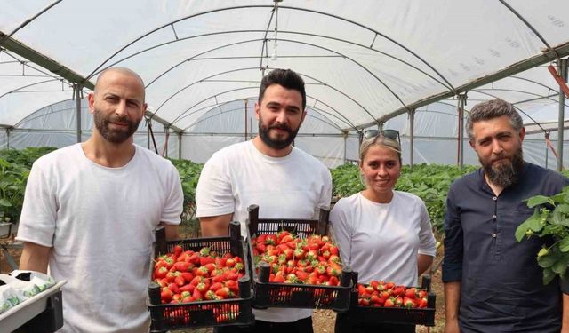Yalova’da topraksız tarım serasında çilek üretimine başlandı