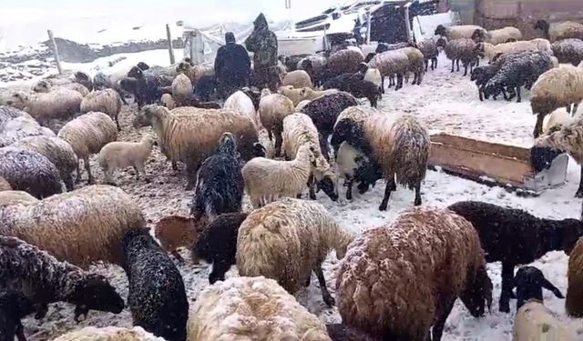 Yaylaya çıkan besicilerin kar altında zorlu mesaisi