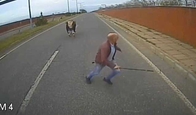 Yola çıkan ineği uzaklaştırmak isterken neye uğradığını şaşırdı