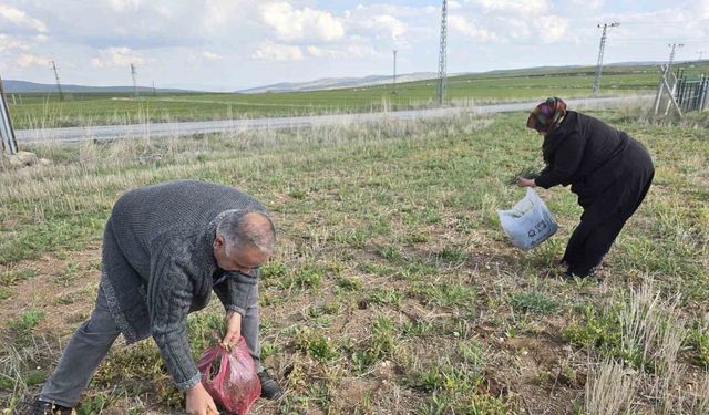 Yozgat’ta yemlik otu bereketi