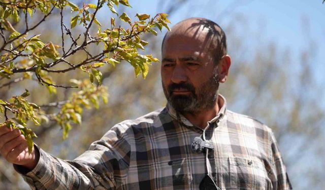 Zirai don, meyve bahçelerinde ürün bırakmadı: "22 yıldır ilk kez böyle bir soğukla karşılaştık"