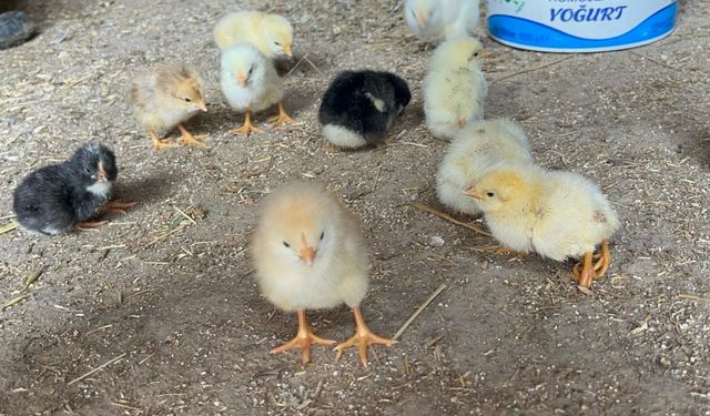Çankırı'da yumurtadan 4 ayaklı civciv çıktı
