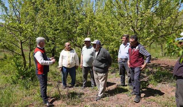 Çankırı'da zirai dondan etkilenen arazilerde incelemelerde bulunuldu