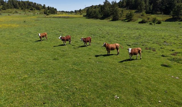 Çankırı'daki Yapraklı Yaylası düğün çiçekleriyle sarıya boyandı