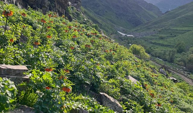 Hakkari'de açan ters laleleri jandarma koruyor