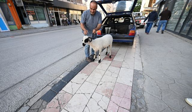 Kurbanlık aldığı koçla arkadaş gibi oldu