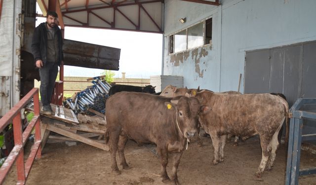 Muş'ta kurbanlık sevkiyatı başladı