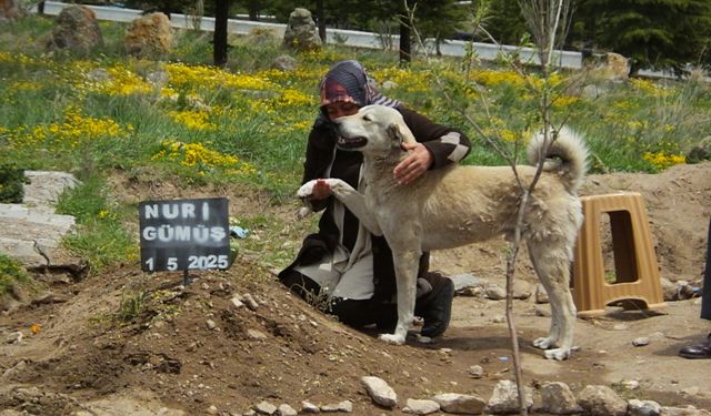 Nevşehir'de "Garip" adlı köpek, sahibinin mezarının başından ayrılmıyor