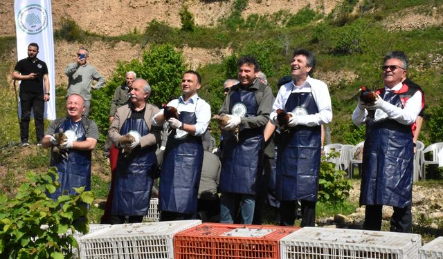 Ordu'da kahverengi kokarcaya karşı doğaya 800 sülün salındı