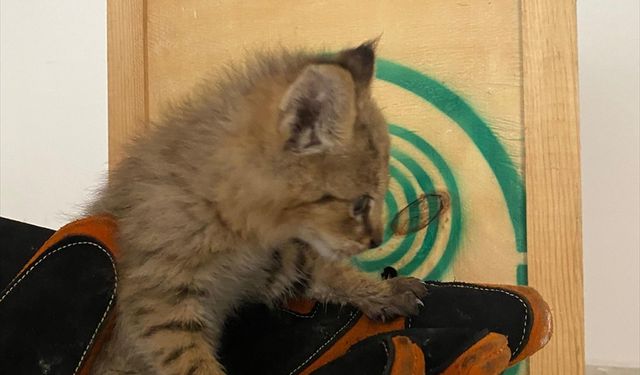 Şırnak'ta bitkin halde bulunan saz kedisi yavrusu tedaviye alındı