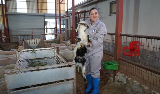 Voleybol antrenörü kadın hem salonda hem besihanede çalışıyor