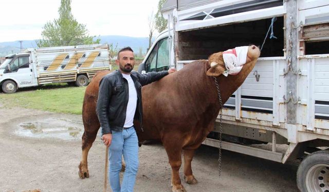 1 ton 150 kilogram ağırlığındaki "Paşa" 380 bin TL’ye alıcısını bekliyor