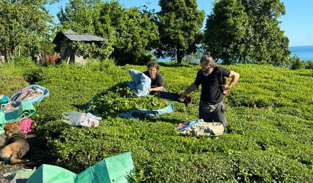 2025 yaş çay sezonu açıldı