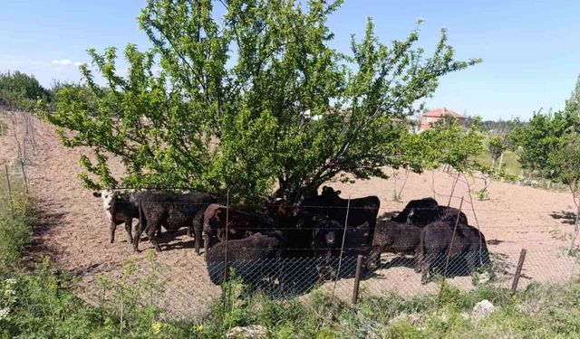Angus yüklü tır devrildi, 1 kişi yaralandı