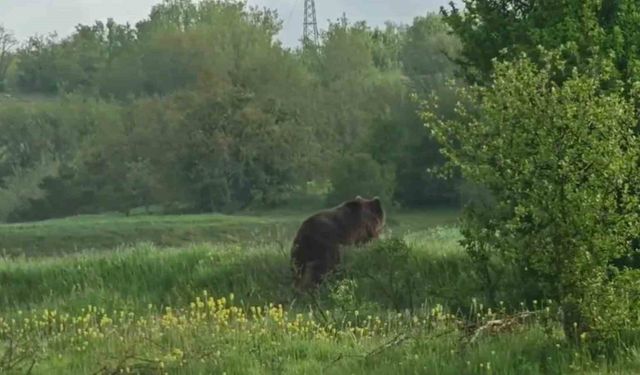Aniden yola çıkan ayı cep telefonu kamerasıyla görüntülendi