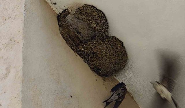 Ayağı takılarak askıda kalan kırlangıcın imdadına itfaiye yetişti