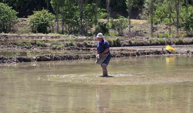 "Beyaz Altın" çeltik ekiminde sona yaklaşıldı