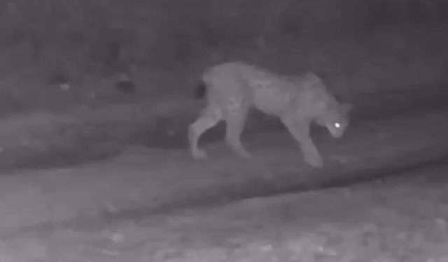 Çankırı’da yaban hayatı fotokapana yansıdı