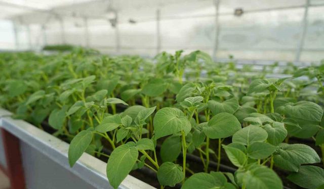 Cipslik yerli patates ’Uğur’ tescillendi