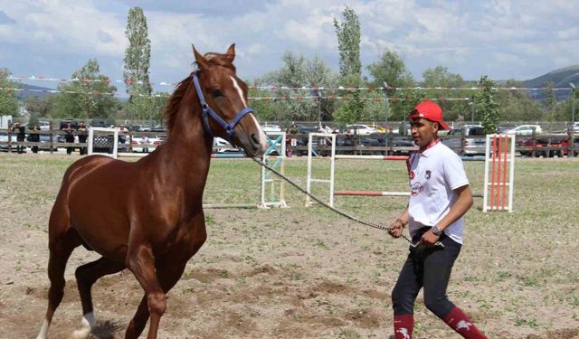 Çorum’da atlar güzellikleriyle yarıştı