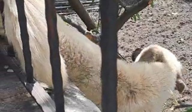 Demir korkuluklara sıkışan köpek kurtarıldı