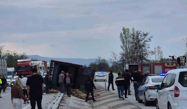 Devrilen kamyonda 53 koyun telef oldu