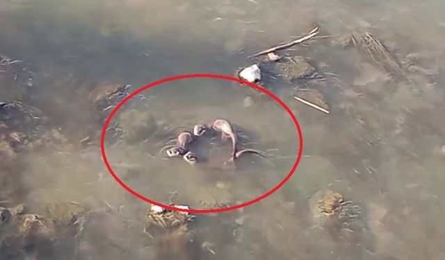 Diyarbakır’da nesli tehlike altında olan yavru ’su samurları’ görüntülendi