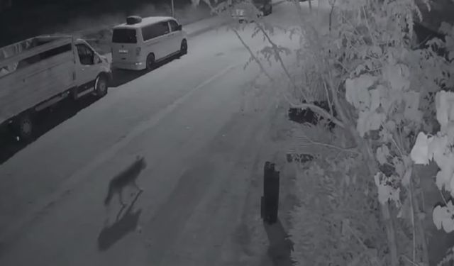 Elazığ’da aç kalan kurt, şehir merkezine indi