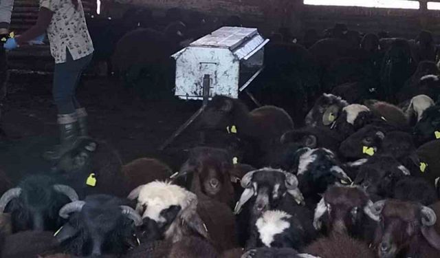 Elazığ’da aşılama ve küpeleme çalışmaları sürüyor