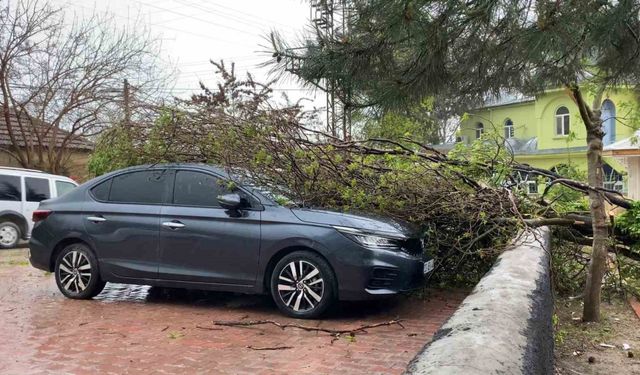 Elazığ’da fırtına etkili oldu: Ağaç, araçların üzerine devrildi