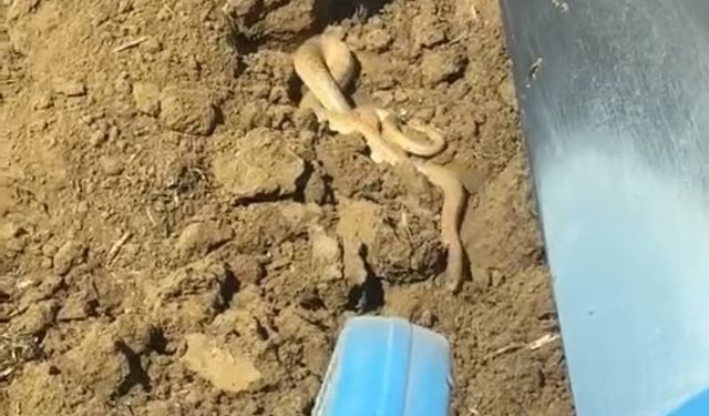 Elazığ’da hava ısındı, yılanlar ortaya çıktı