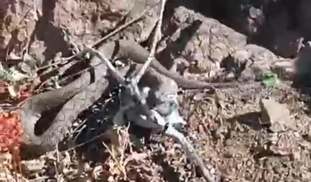 Erek Dağı’nda zehirli radde engereği görüntülendi