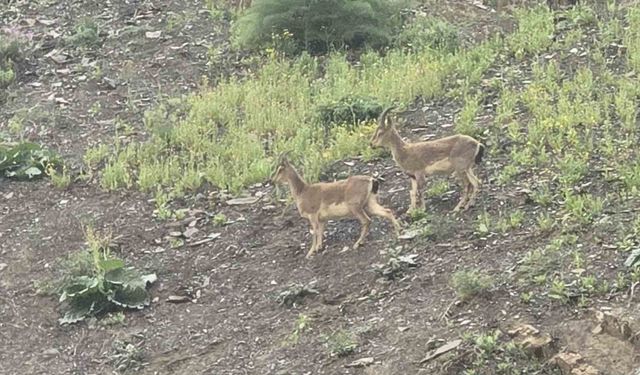 Hakkari’de dağ keçileri kara yoluna indi