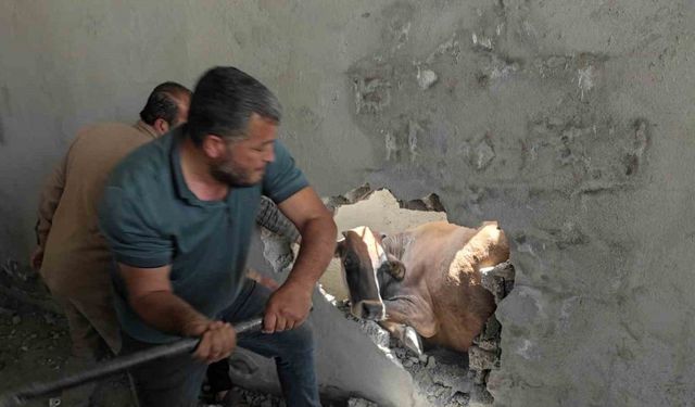 İki duvar arasında sıkışan ineği balyozla duvarı kırarak kurtardılar