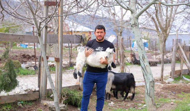 Kahramanmaraş’ta cevizi don vurunca, üreticileri farklı alanlara yöneldi